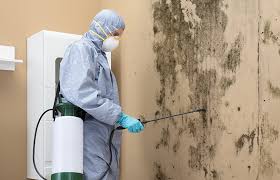 Best Mold Odor Removal Services  in New California, OH